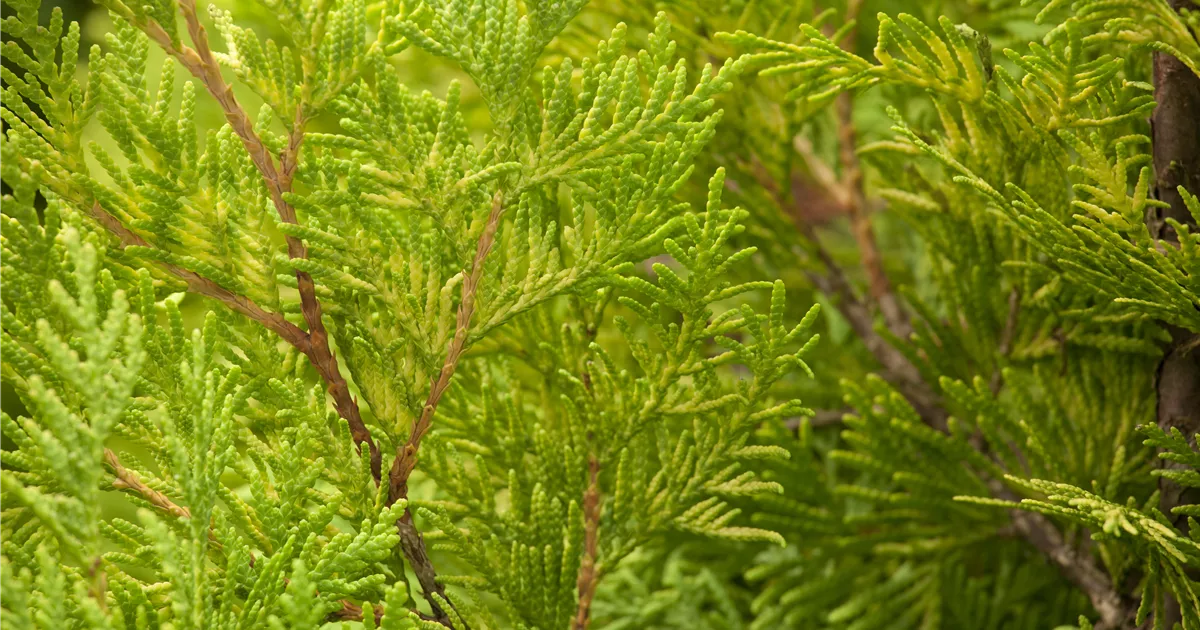 Thuja occidentalis sunkist